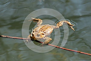 Frog swimming in a pond