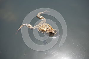 Frog swimming in a pond