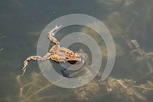 Frog swimming in a pond