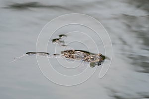 Frog swimming in a pond