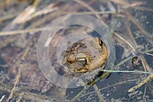 Frog swimming in a pond