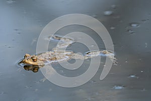 Frog swimming in a pond