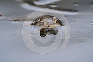 Frog swimming in a pond