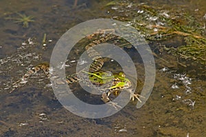 Frog swimming in the pond Anura photo