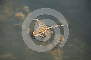 Frog swimming in a pond photo