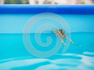 Frog in the swimming pool