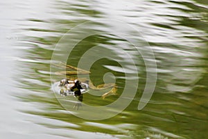 Frog swimming at the surface of pond