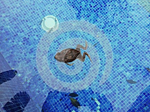Frog swimming un the pool