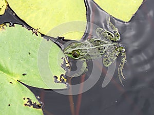Frog swims in the pond