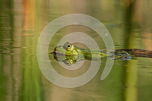 A frog swims in the pond water