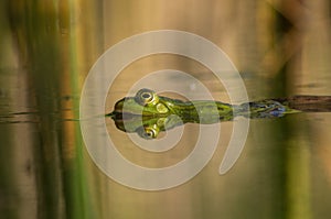 A frog swims in the pond water