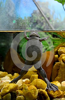 A Frog Swims to the Surface of the Water