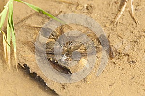 Frog Tadpole feast