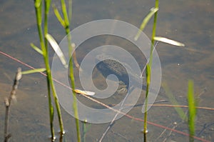 Frog Tadpole Image and Photo. Tadpole swimming in a pond with blur water displaying long tail, legs in its environment and habitat