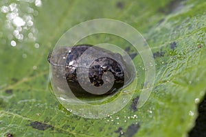 Frog tadpole on a leaf