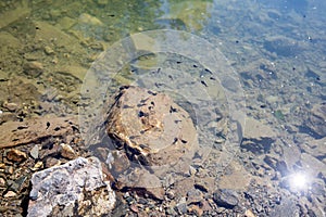 Frog tadpoles in the clear water of a reservoir on a sunny day. Horizontal photo of spring nature.