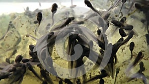 Frog tadpoles in tight ball for protection shortly after hatching after