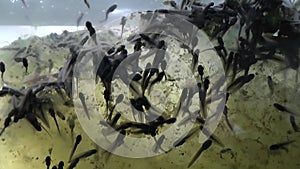 Frog tadpoles in tight ball for protection shortly after hatching after