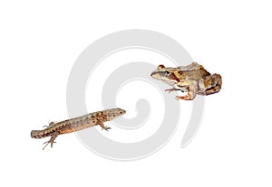 Frog and tailless lizard isolated