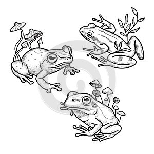 Set of frogs, line art