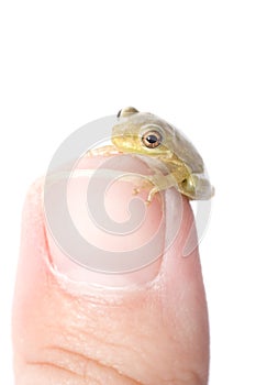 Frog on Thumb