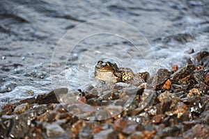 Frog in tidal wave