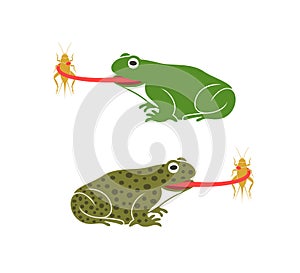 A frog to eat field cricket. Abstract frog on white background. Bufo Common European Toad