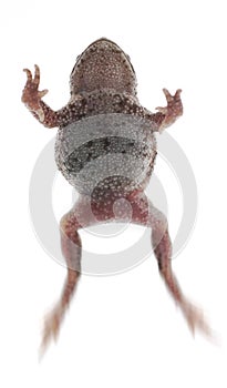 Frog toad