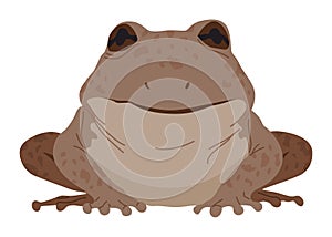 Frog or toad, amphibian animal. Type of froggy. Exotic tropical reptile. Flat vector illustration on white background photo