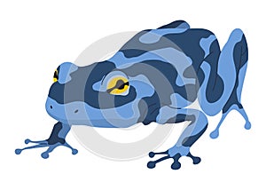 Frog or toad, amphibian animal. Type of froggy. Exotic tropical reptile. Flat vector illustration on white background photo