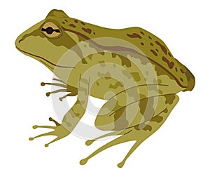 Frog or toad, amphibian animal. Type of froggy. Exotic tropical reptile. Flat vector illustration on white background