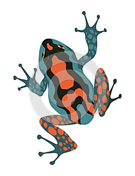 Frog or toad, amphibian animal. Type of froggy. Exotic tropical reptile. Flat vector illustration on white background