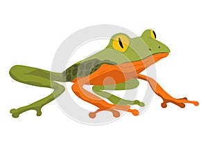 Frog or toad, amphibian animal. Type of froggy. Exotic tropical reptile. Flat vector illustration on white background photo