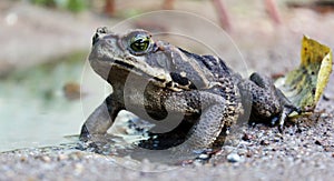 Frog photo
