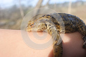 Beautiful frog toad resting on human hand