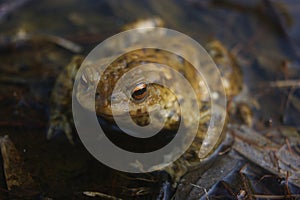 Beautiful frog toad resting in water in spring