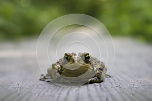 Frog Toad in the road