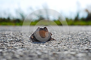 Frog Toad on the road