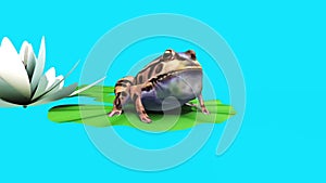 Frog Toad Water Lily Leaf Blue Screen 3D Rendering Animation