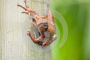 Frog on tree