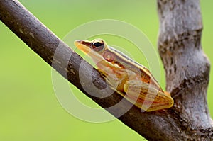 Frog,tree frog,dumpy frog