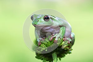 Frog, tree frog, animals, macro, insect, nature, reptile