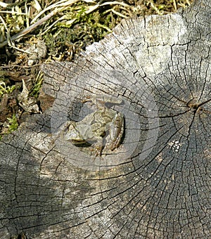 Frog On A Tree Stump