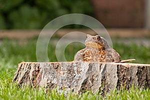 Frog on the tree stump