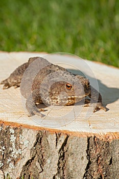 Frog on the tree stump