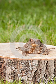 Frog on the tree stump