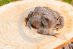 Frog on the tree stump