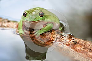 Frog, tree frog
