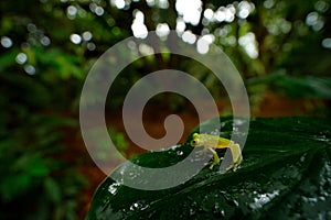 Frog in tropic habitat. FleschmannÂ´s Glass Frog, Hyalinobatrachium fleischmanni, nature habitat,.