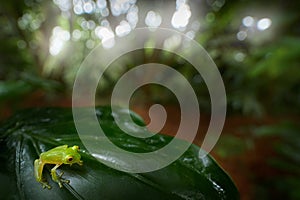 Frog in tropical habitat. Fleschmann Glass Frog, Hyalinobatrachium fleischmanni, animal with trasparent skin from Costa Rica, wide
